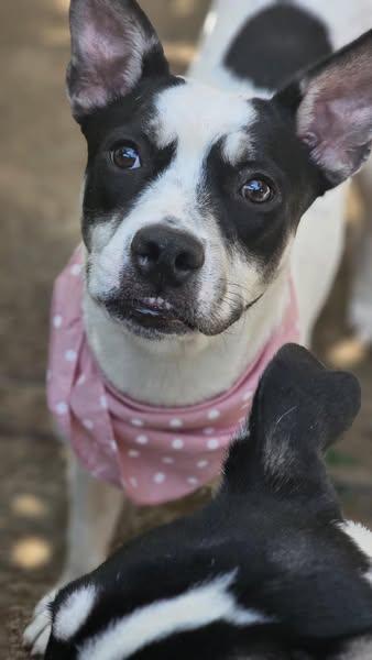 Lizzie available at Charlie's Little Dog House