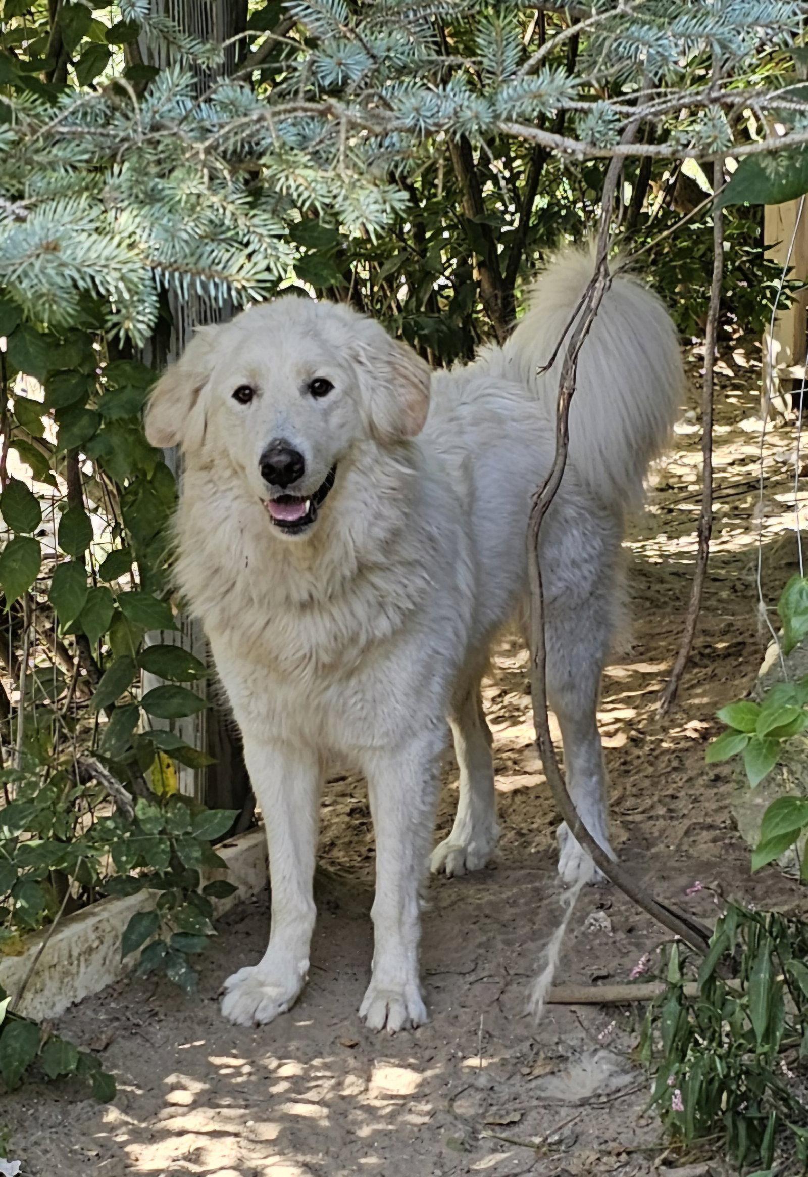 Enlarge Emi, a Adoptable Great Pyrenees in Croydon, NH image 2/3