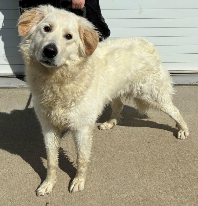 Enlarge Emi, a Adoptable Great Pyrenees in Croydon, NH image 1/1