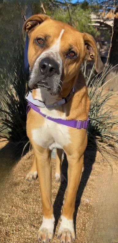 Enlarge Colonel, a Adoptable mixed breed in Cottonwood, AZ image 1/1