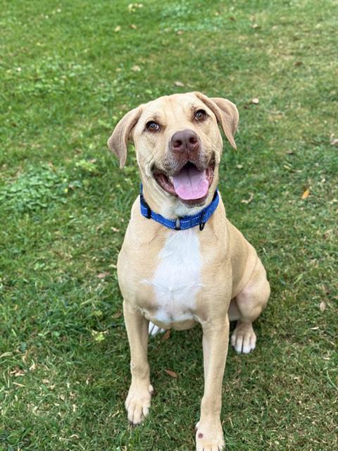 BAILEY, Adoptable, Young Female Labrador Retriever & Pit Bull Terrier.