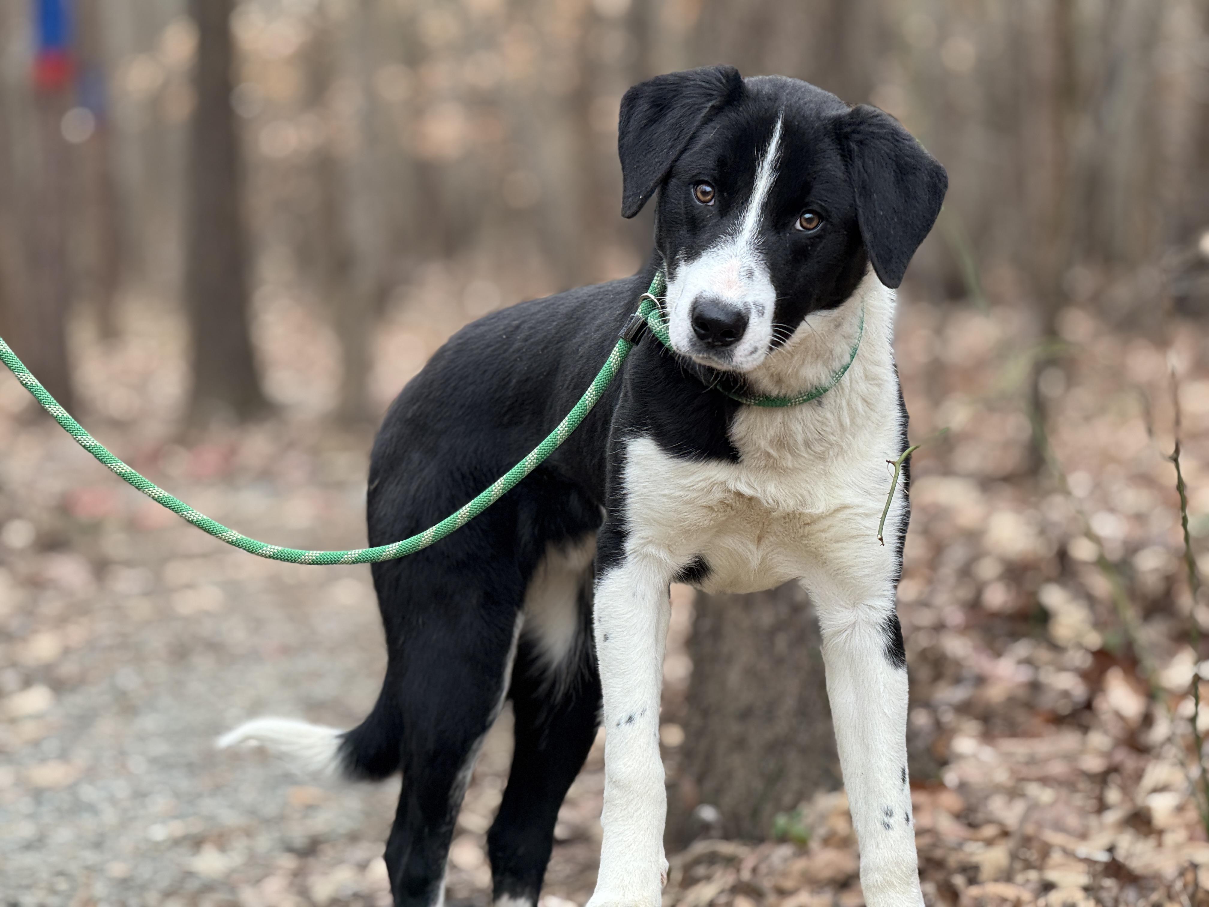 Enlarge Miles, an adopted mixed breed in Richmond, VA image 2/6