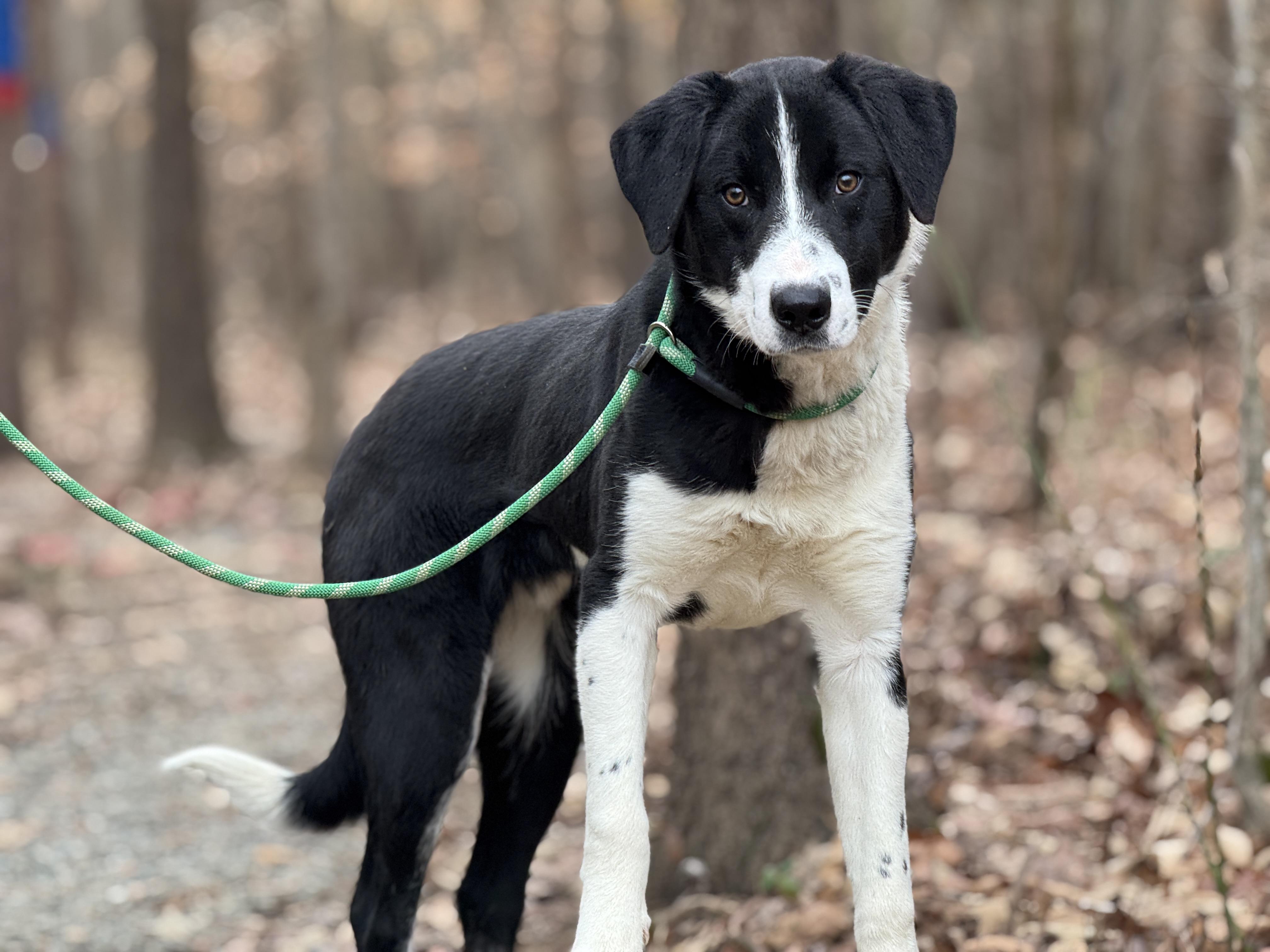 Enlarge Miles, an adopted mixed breed in Richmond, VA image 5/6