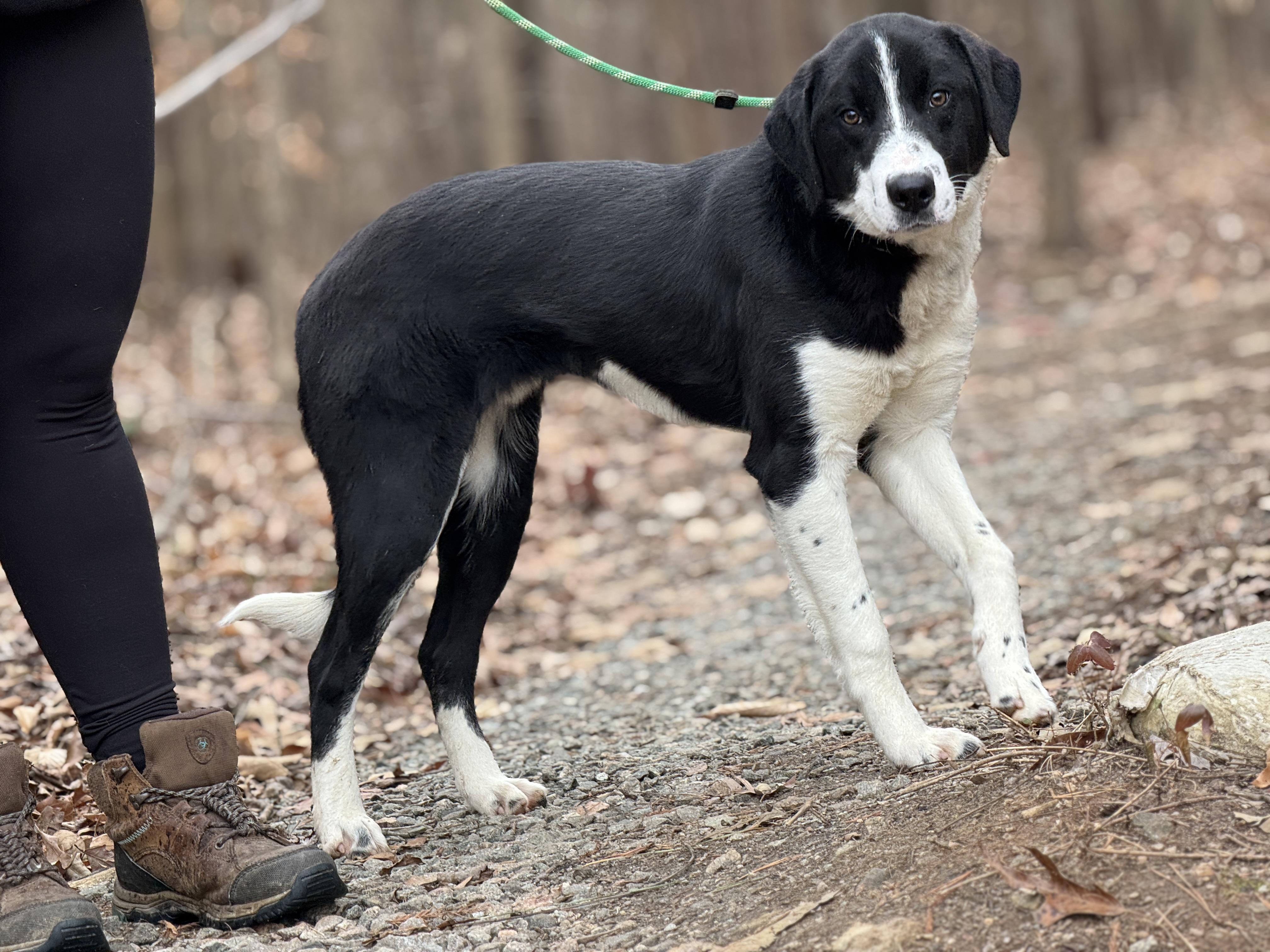 Enlarge Miles, an adopted mixed breed in Richmond, VA image 4/6