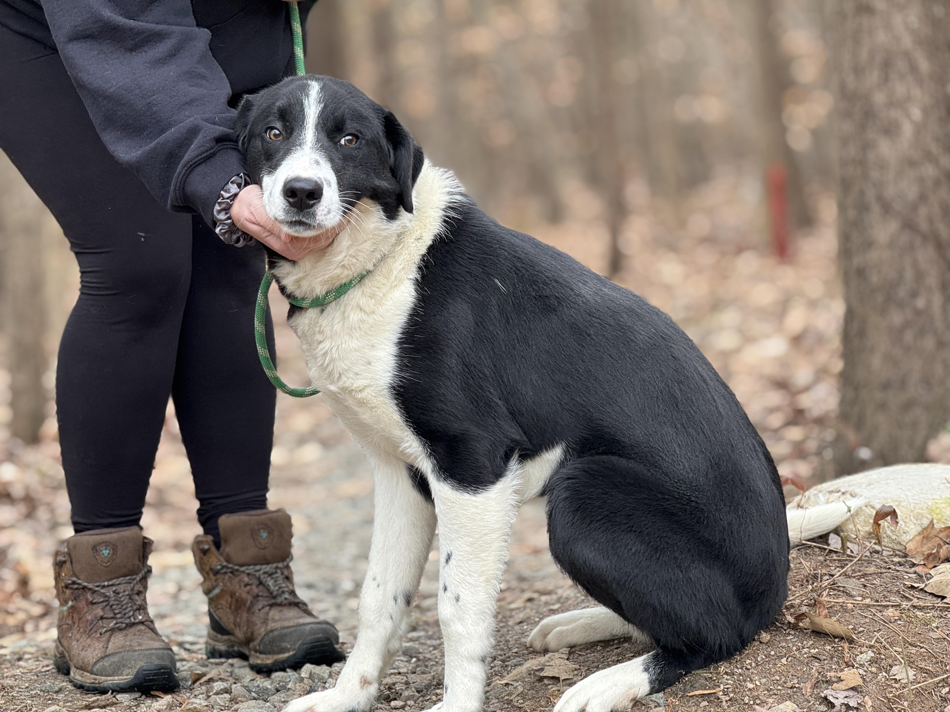 Enlarge Miles, an adopted mixed breed in Richmond, VA image 3/6