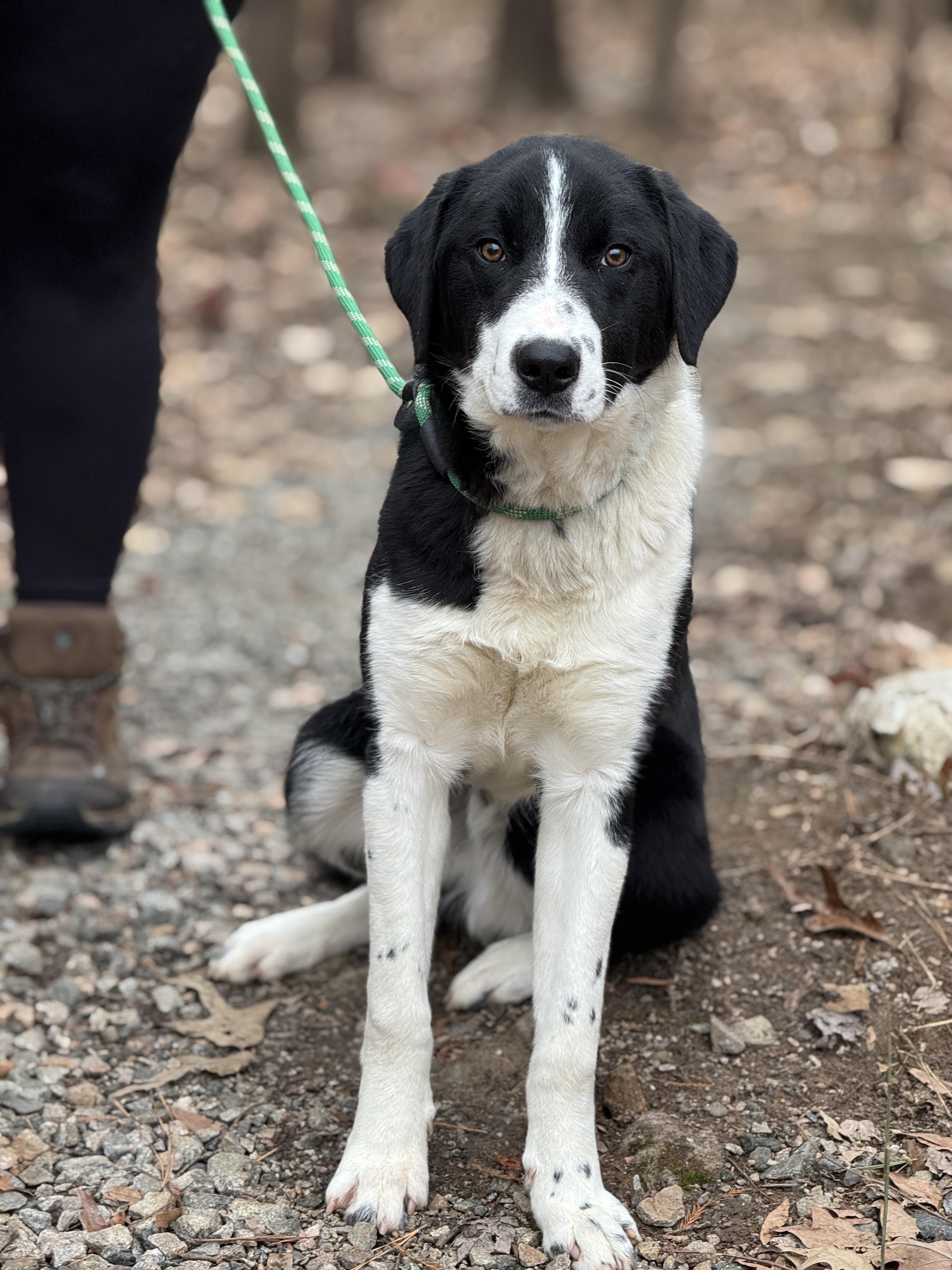 Enlarge Miles, an adopted mixed breed in Richmond, VA image 6/6