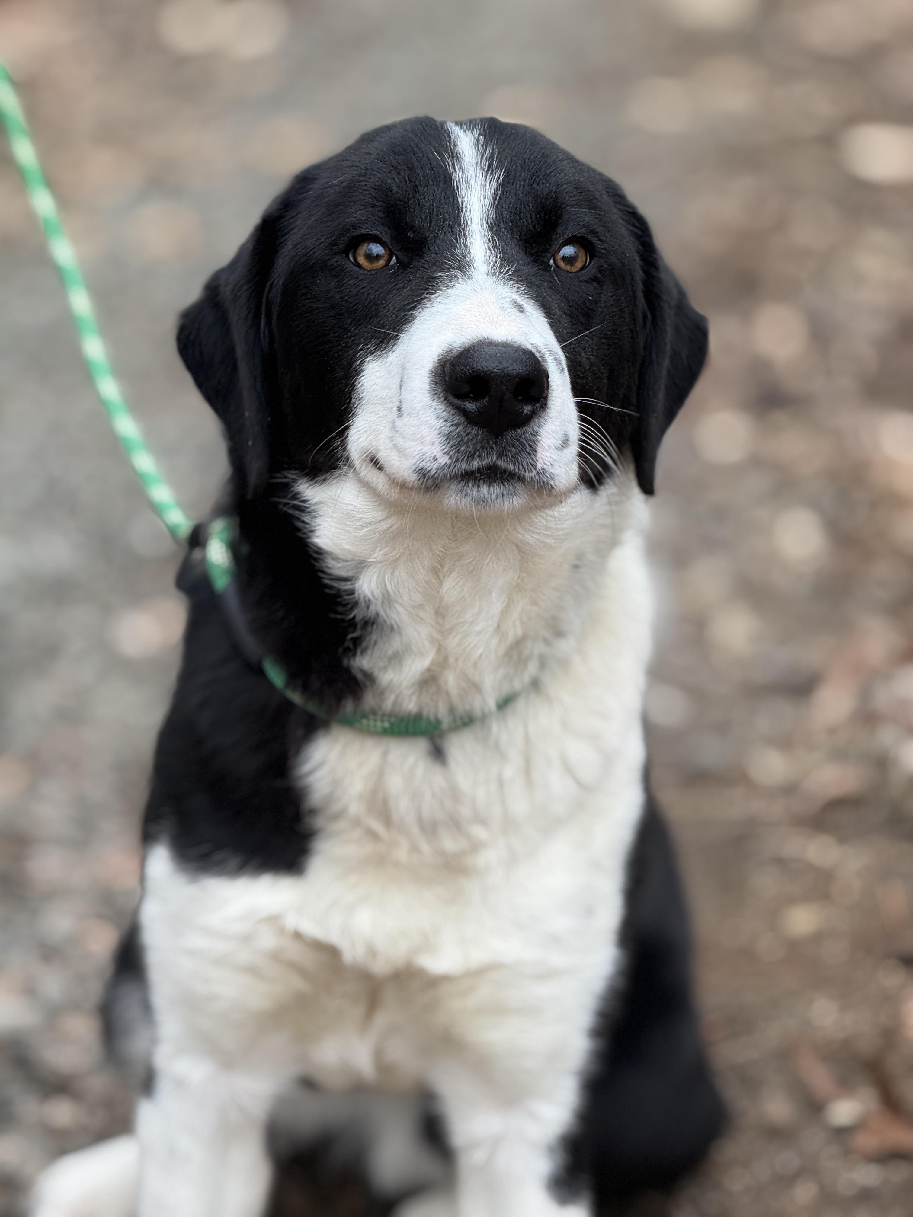 Enlarge Miles, an adopted mixed breed in Richmond, VA image 1/6