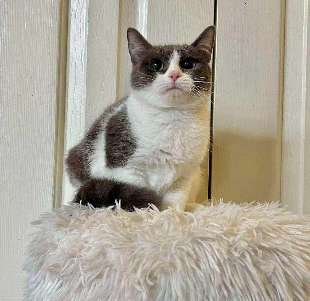 Enlarge Franny, a Adoptable Domestic Short Hair in Raleigh, NC image 1/6