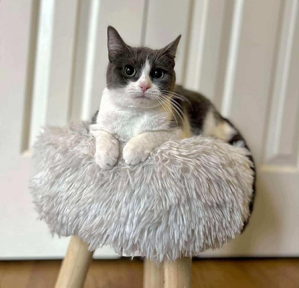 Enlarge Franny, a Adoptable Domestic Short Hair in Raleigh, NC image 2/6