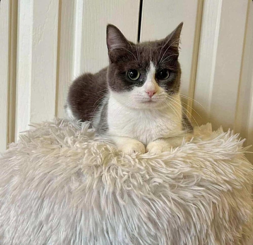 Enlarge Franny, a Adoptable Domestic Short Hair in Raleigh, NC image 3/6