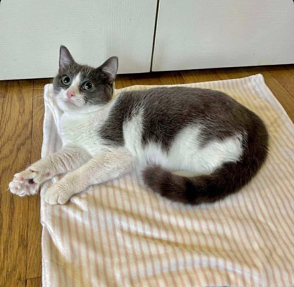 Enlarge Franny, a Adoptable Domestic Short Hair in Raleigh, NC image 4/6