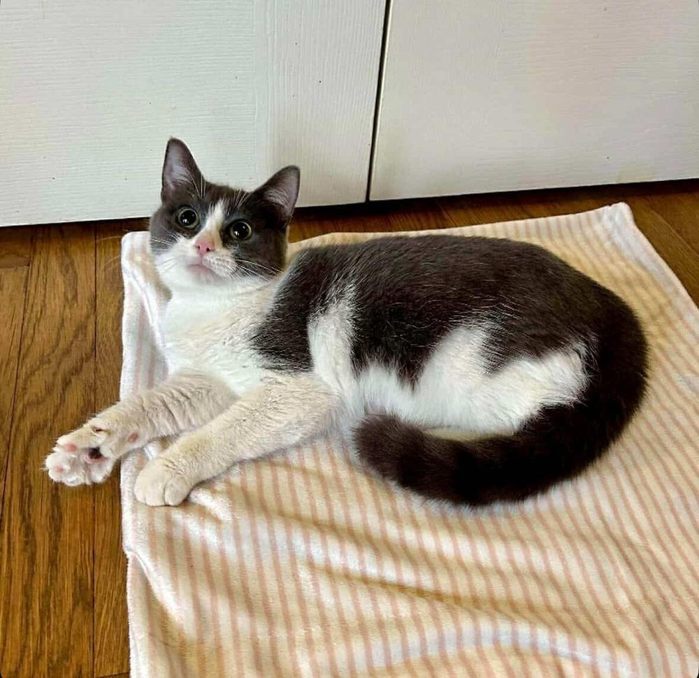 Enlarge Franny, a Adoptable Domestic Short Hair in Raleigh, NC image 5/6