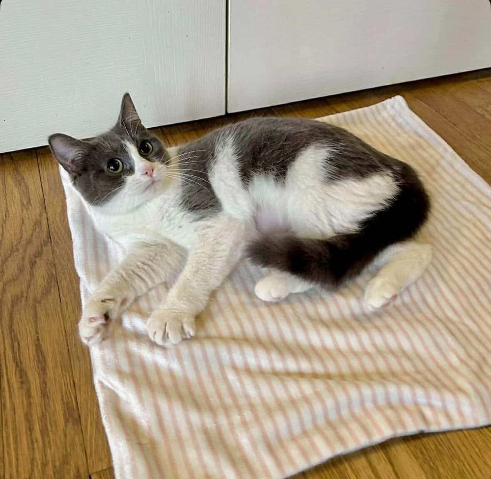 Enlarge Franny, a Adoptable Domestic Short Hair in Raleigh, NC image 6/6