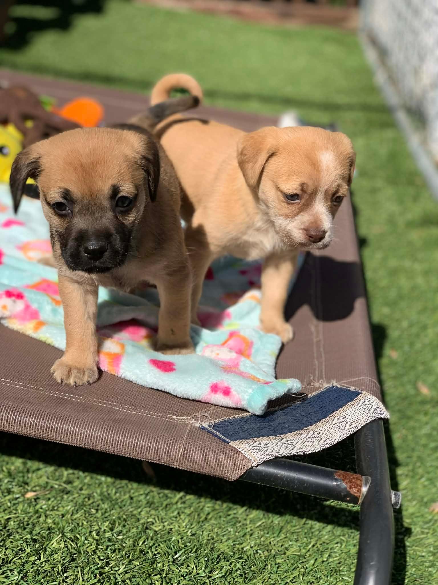 Enlarge Davy , an adopted mixed breed in Douglas, MA image 5/6