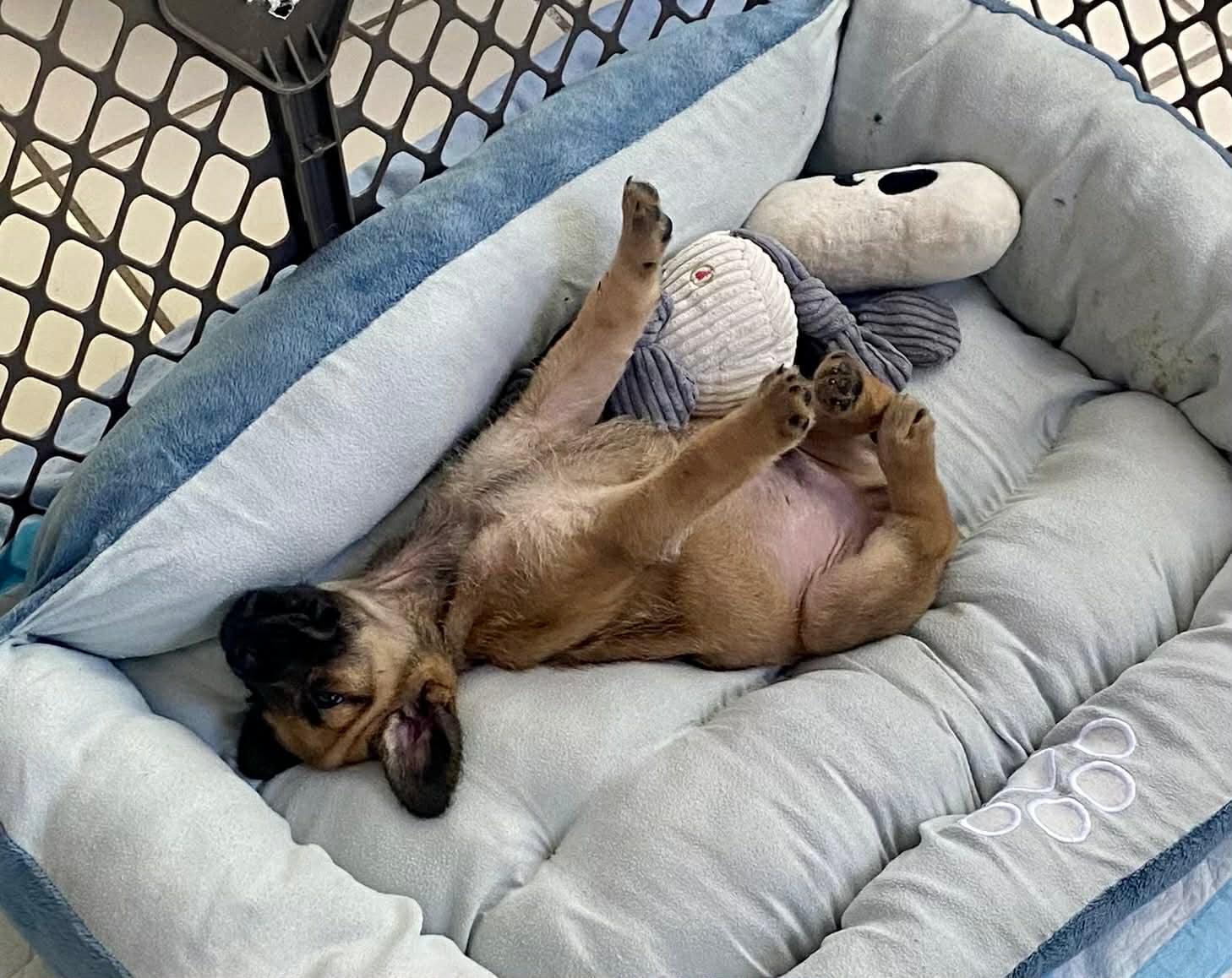 Enlarge Davy , an adopted mixed breed in Douglas, MA image 6/6