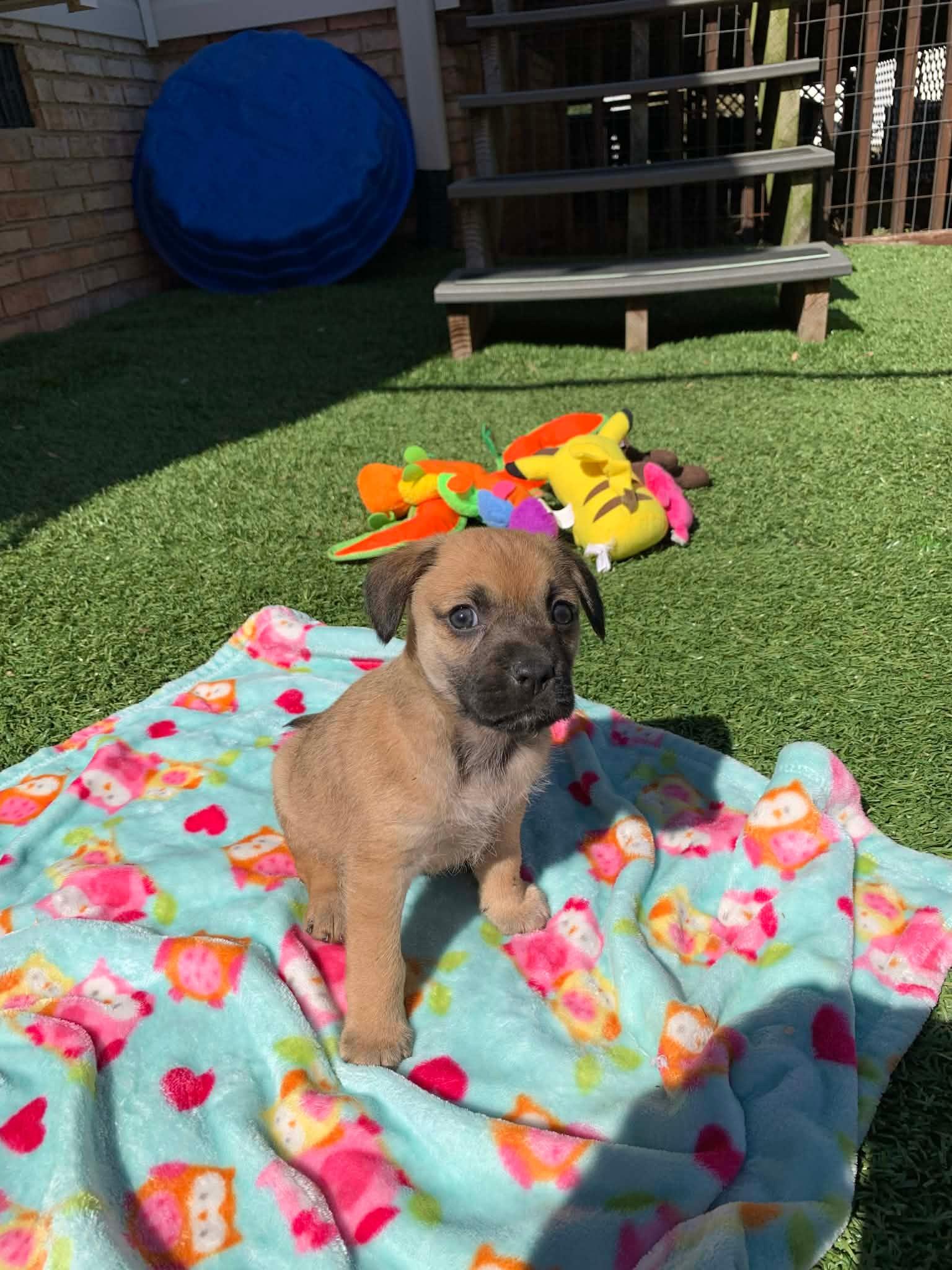 Enlarge Davy , an adopted mixed breed in Douglas, MA image 3/6