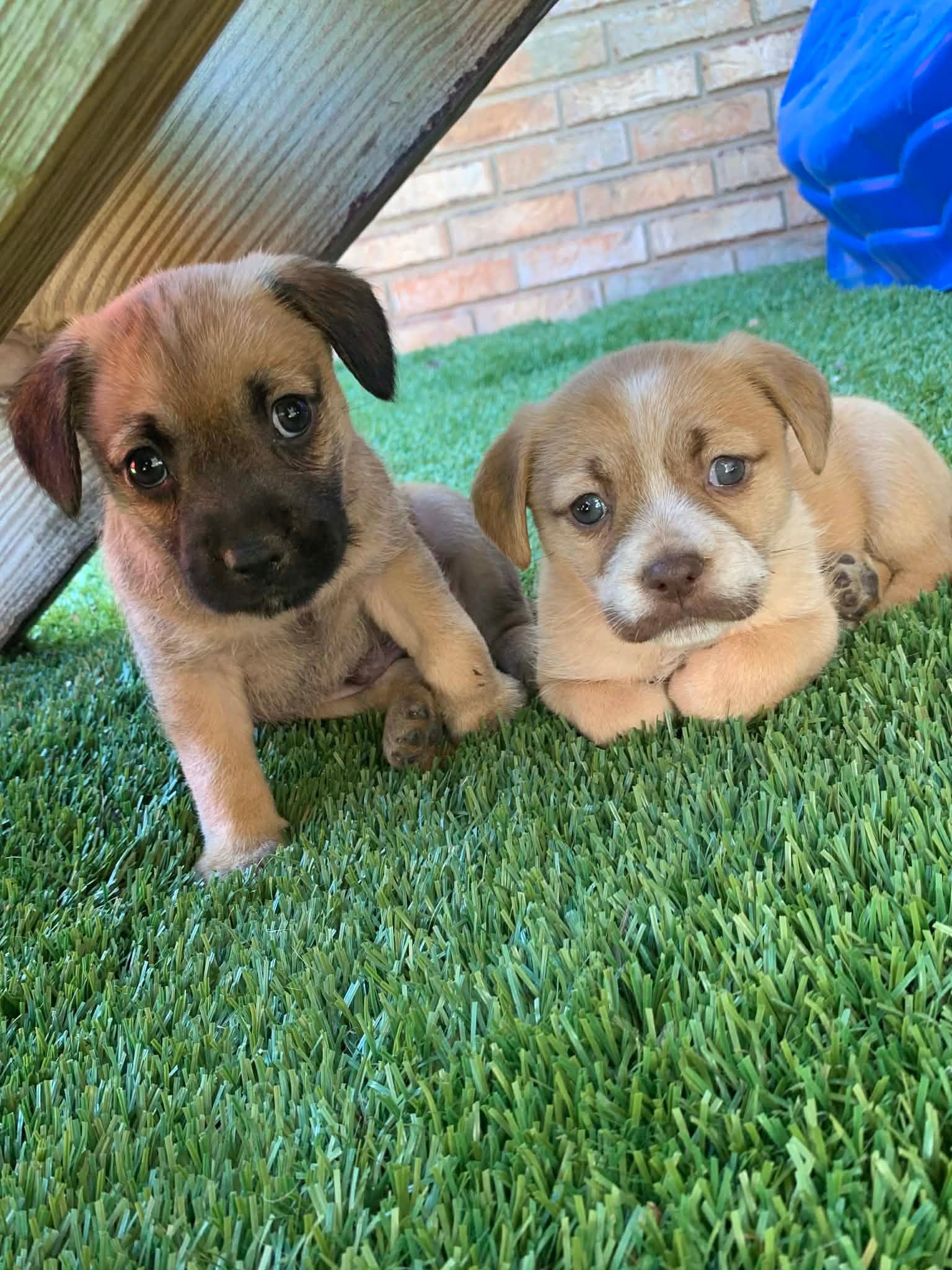 Enlarge Davy , an adopted mixed breed in Douglas, MA image 4/6