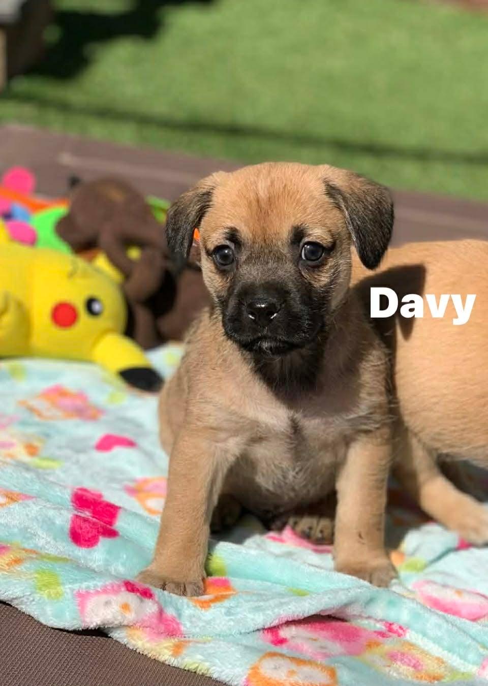 Davy , adopted, Puppy Male Puggle.