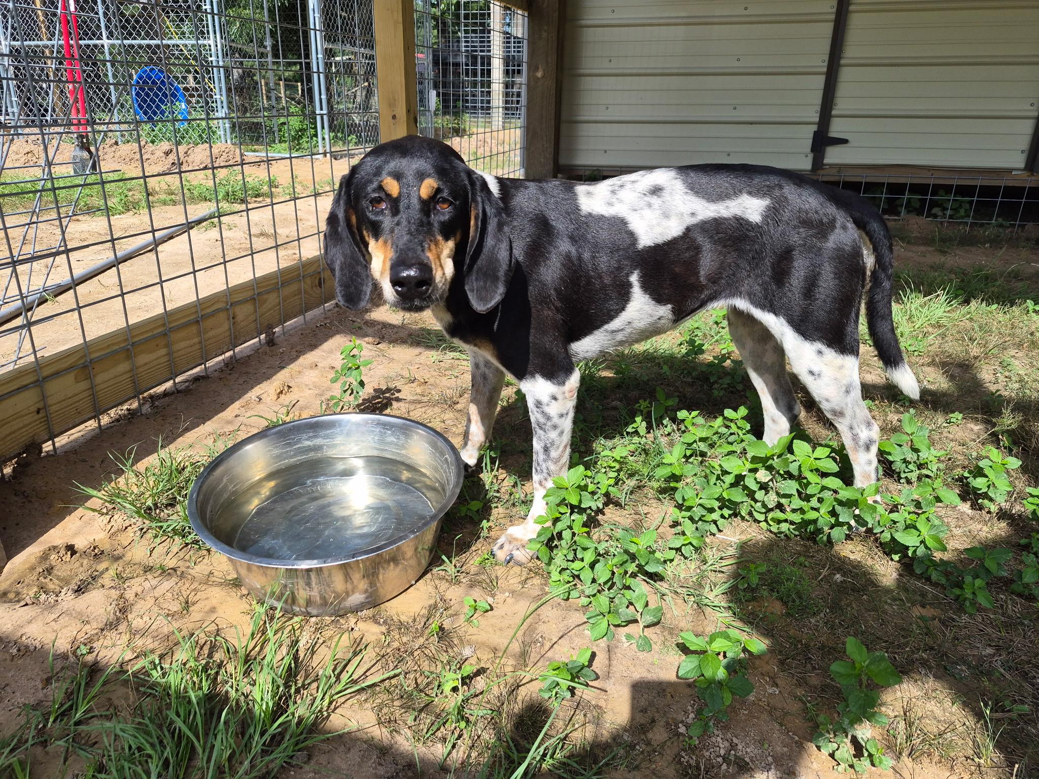 Enlarge Lucy, a Adoptable mixed breed in Livingston, TX image 2/2