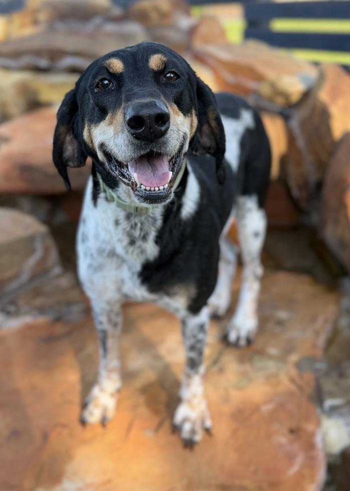 Lucy, Adoptable, Adult Female Black and Tan Coonhound.