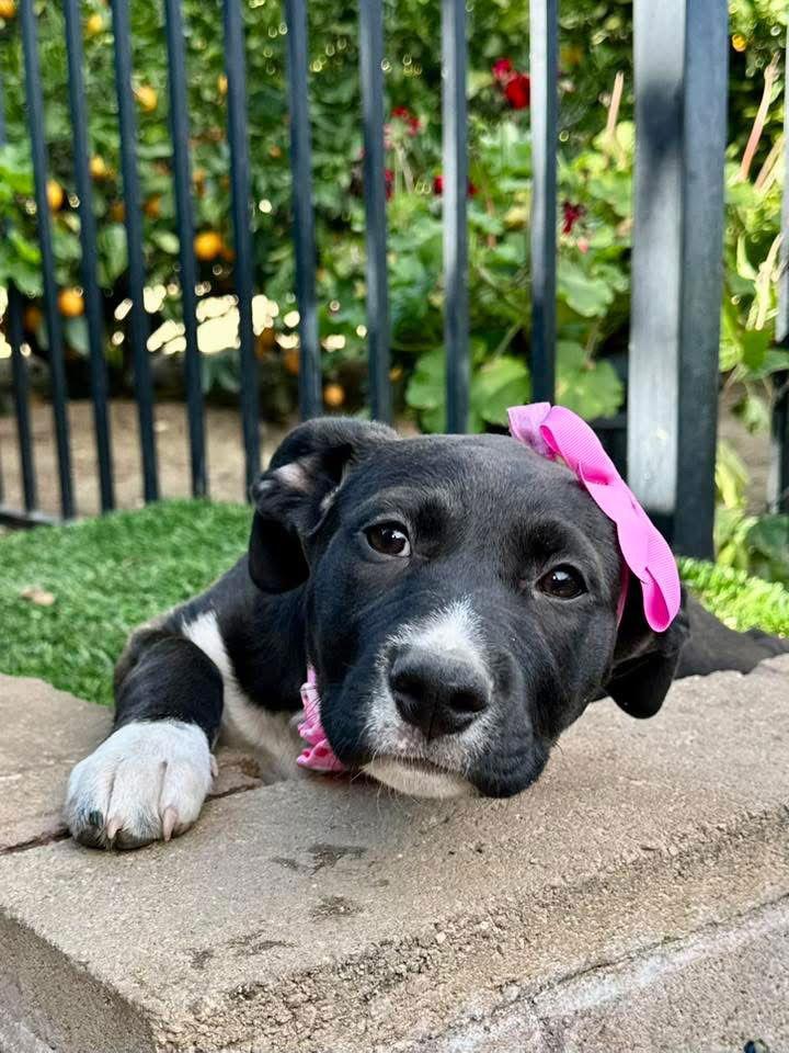 Jinx, Adopted, Puppy Female Pit Bull Terrier.