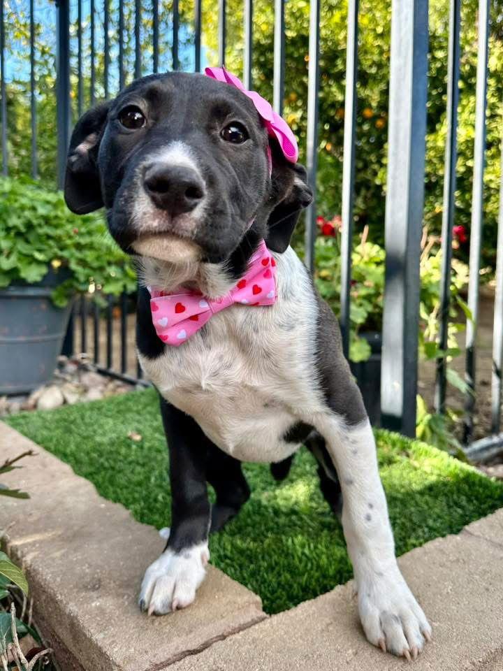 Enlarge Jinx, a Adopted Pit Bull Terrier in Redlands, CA image 2/3