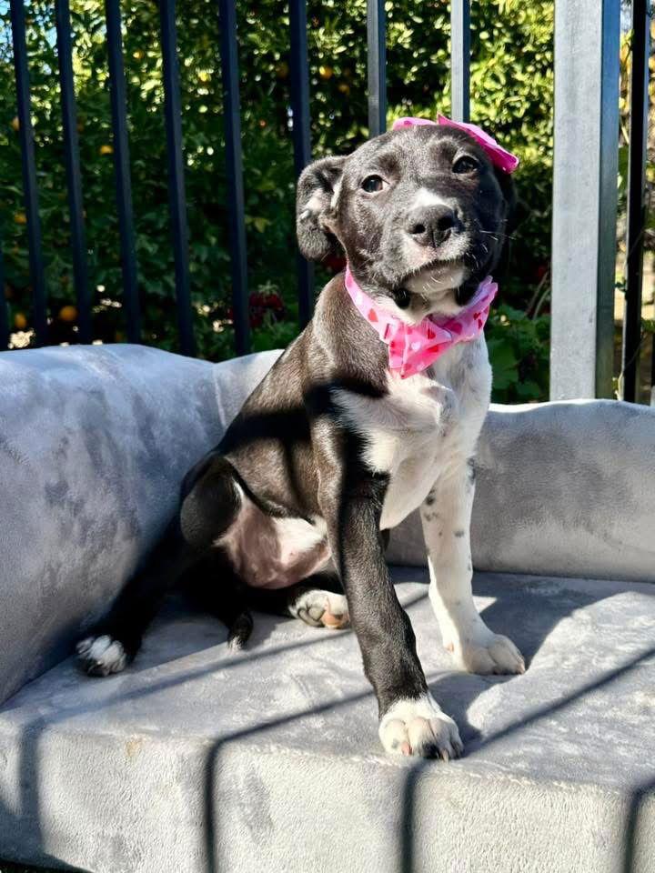 Enlarge Jinx, a Adopted Pit Bull Terrier in Redlands, CA image 3/3
