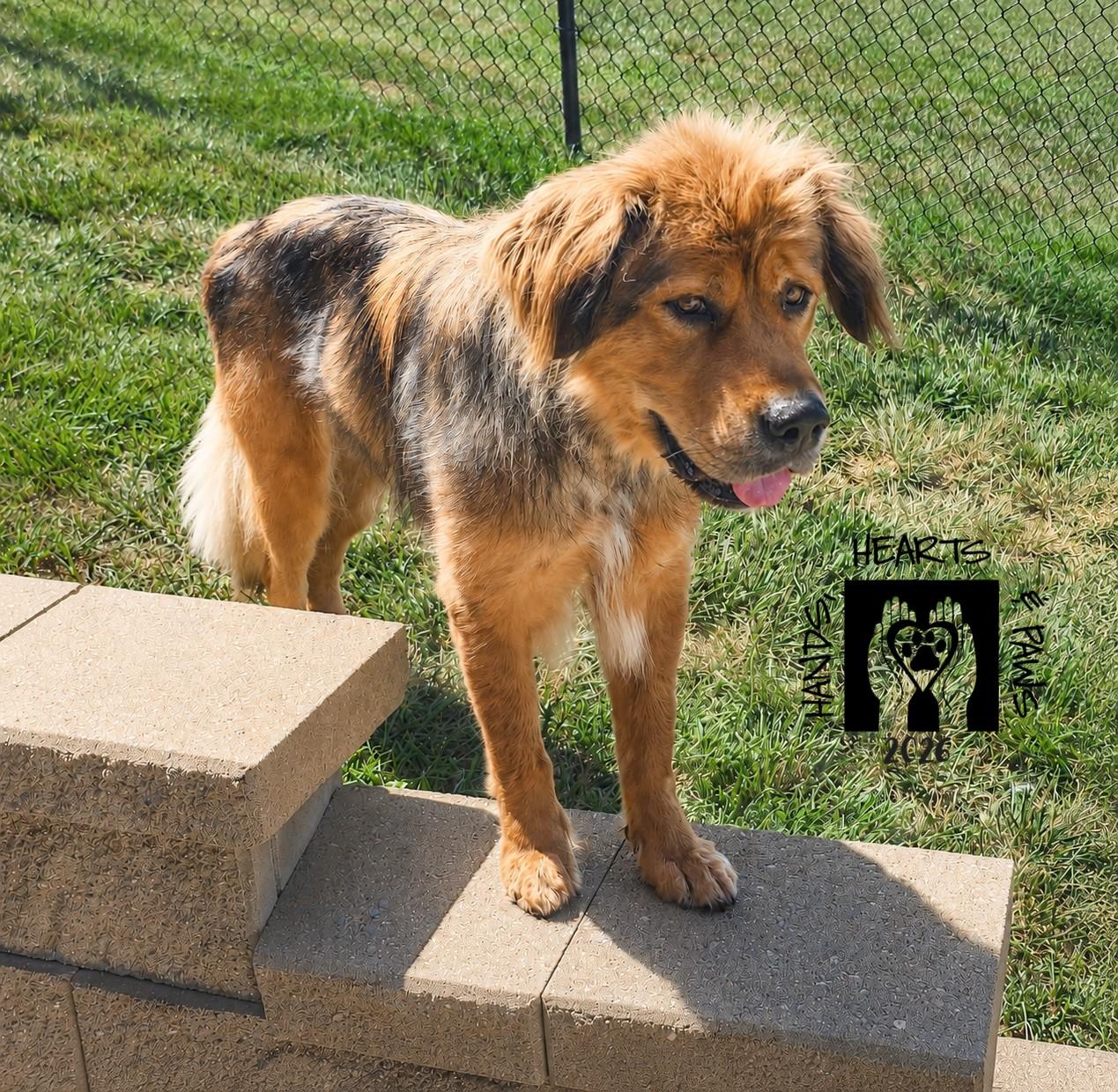 Enlarge Avalon, a ADOPTABLE Tibetan Mastiff in Omaha, NE image 4/6
