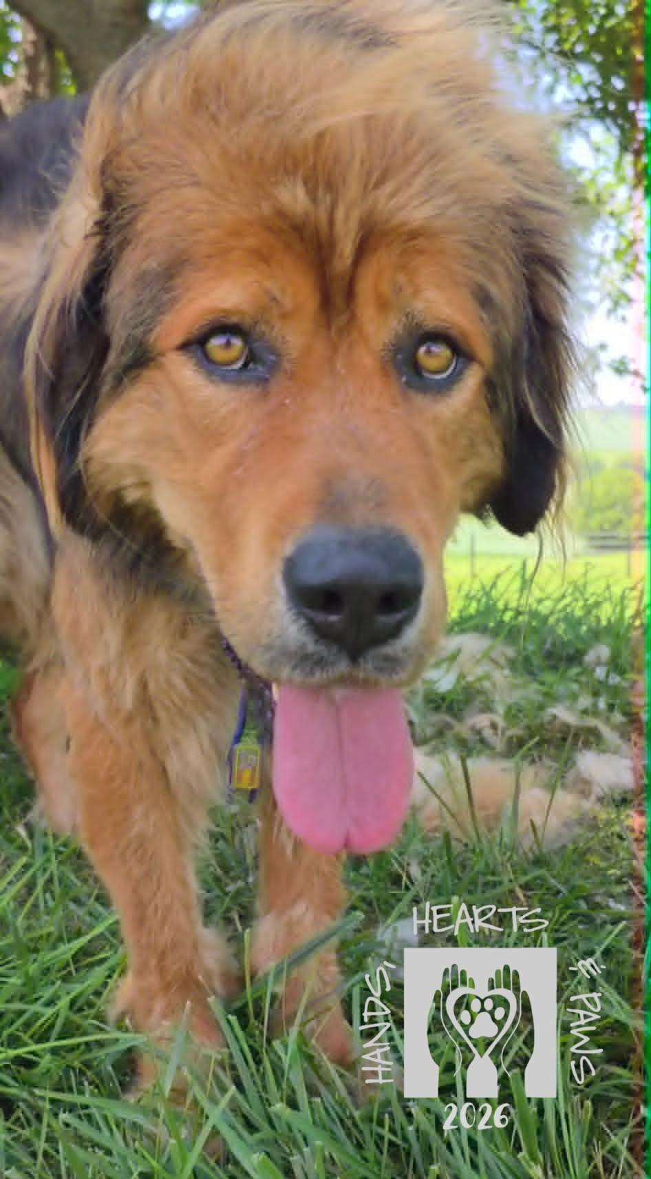 Enlarge Avalon, a ADOPTABLE Tibetan Mastiff in Omaha, NE image 2/6