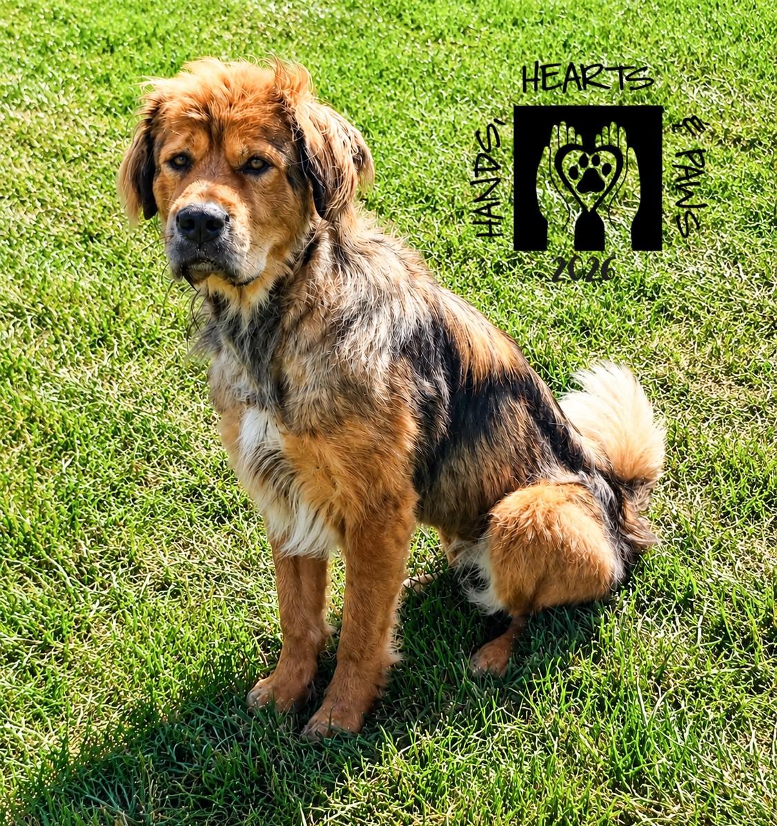 Enlarge Avalon, a ADOPTABLE Tibetan Mastiff in Omaha, NE image 1/6