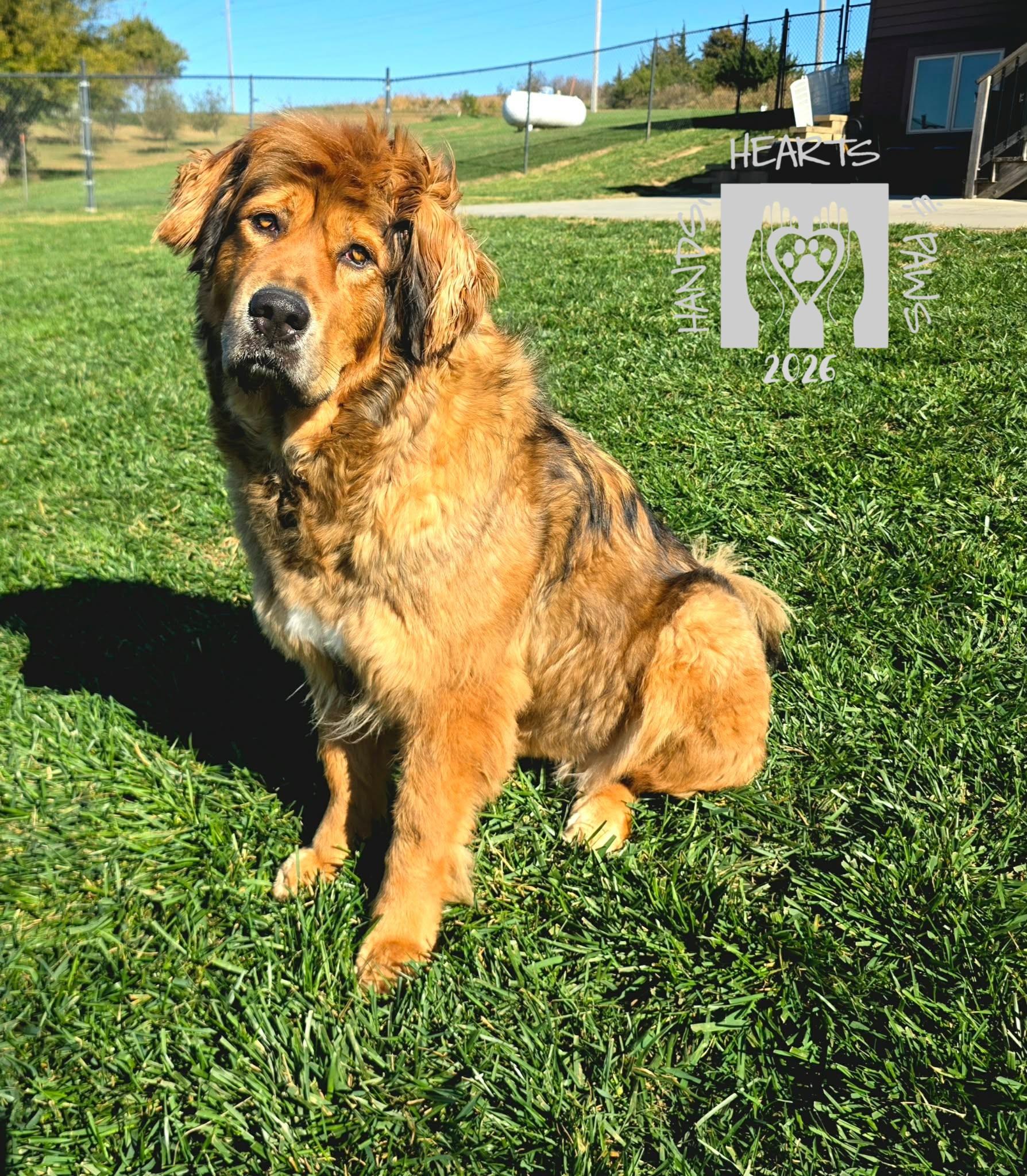 Avalon, Adoptable, Adult Female Tibetan Mastiff.