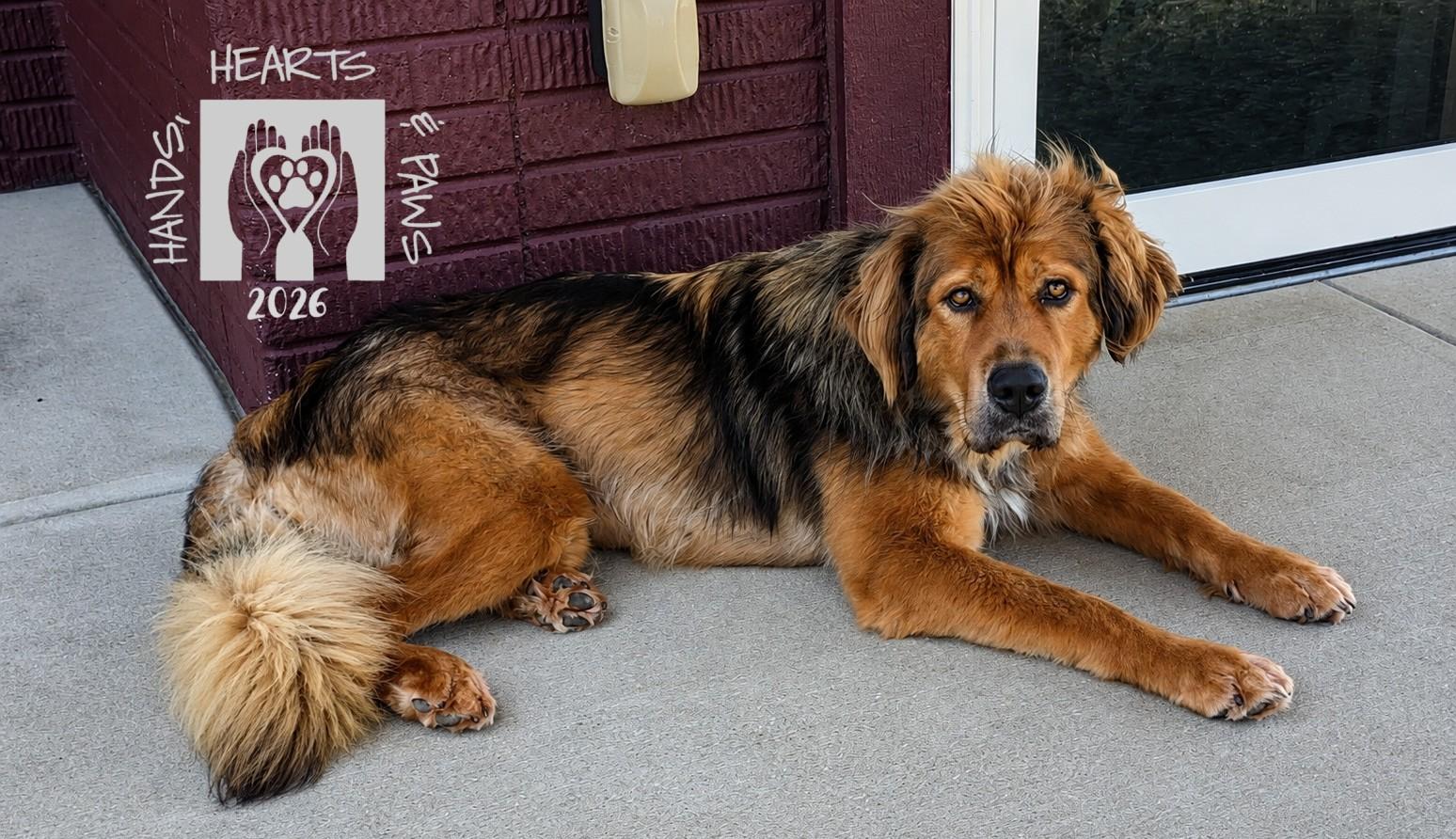 Enlarge Avalon, a ADOPTABLE Tibetan Mastiff in Omaha, NE image 6/6