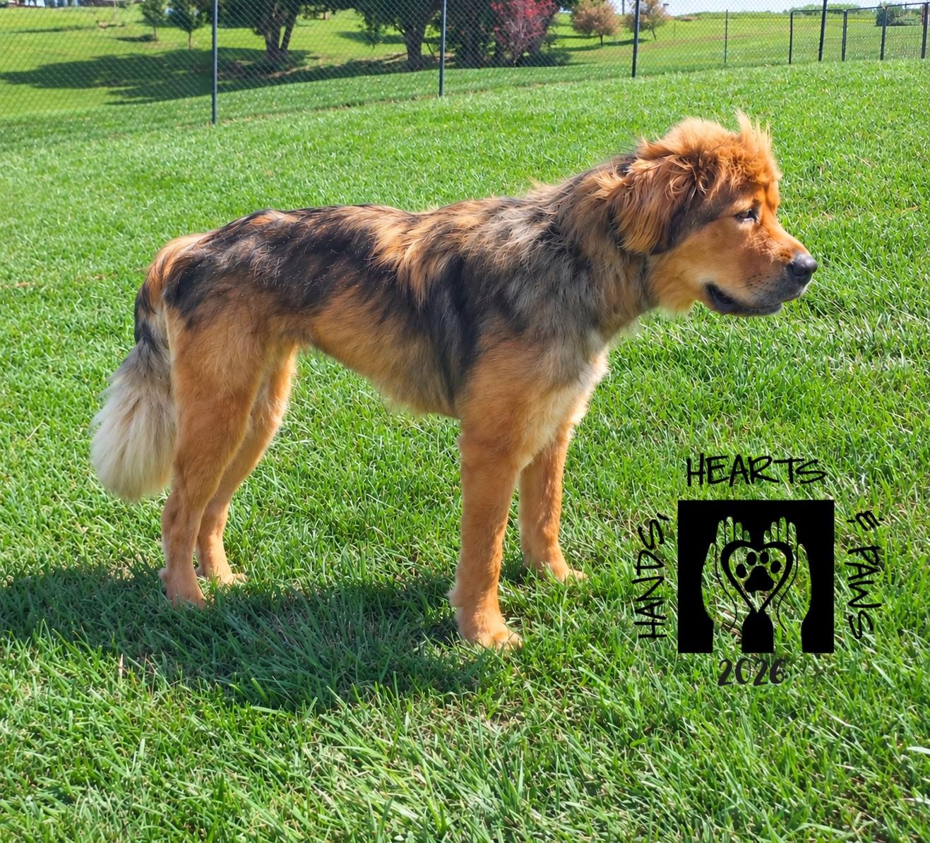 Enlarge Avalon, a ADOPTABLE Tibetan Mastiff in Omaha, NE image 5/6