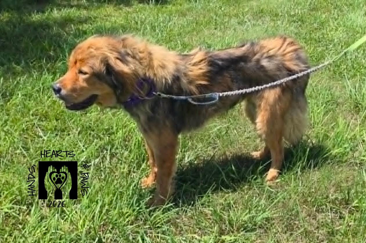 Enlarge Avalon, a ADOPTABLE Tibetan Mastiff in Omaha, NE image 3/6