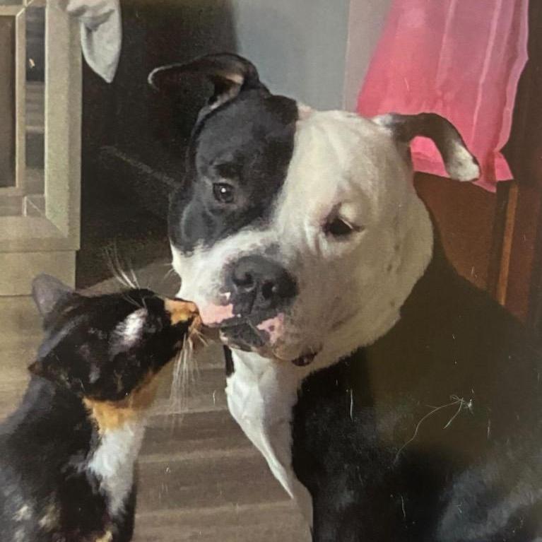 Enlarge Zeppelin, a Adoptable American Bully in North Haven, CT image 5/6