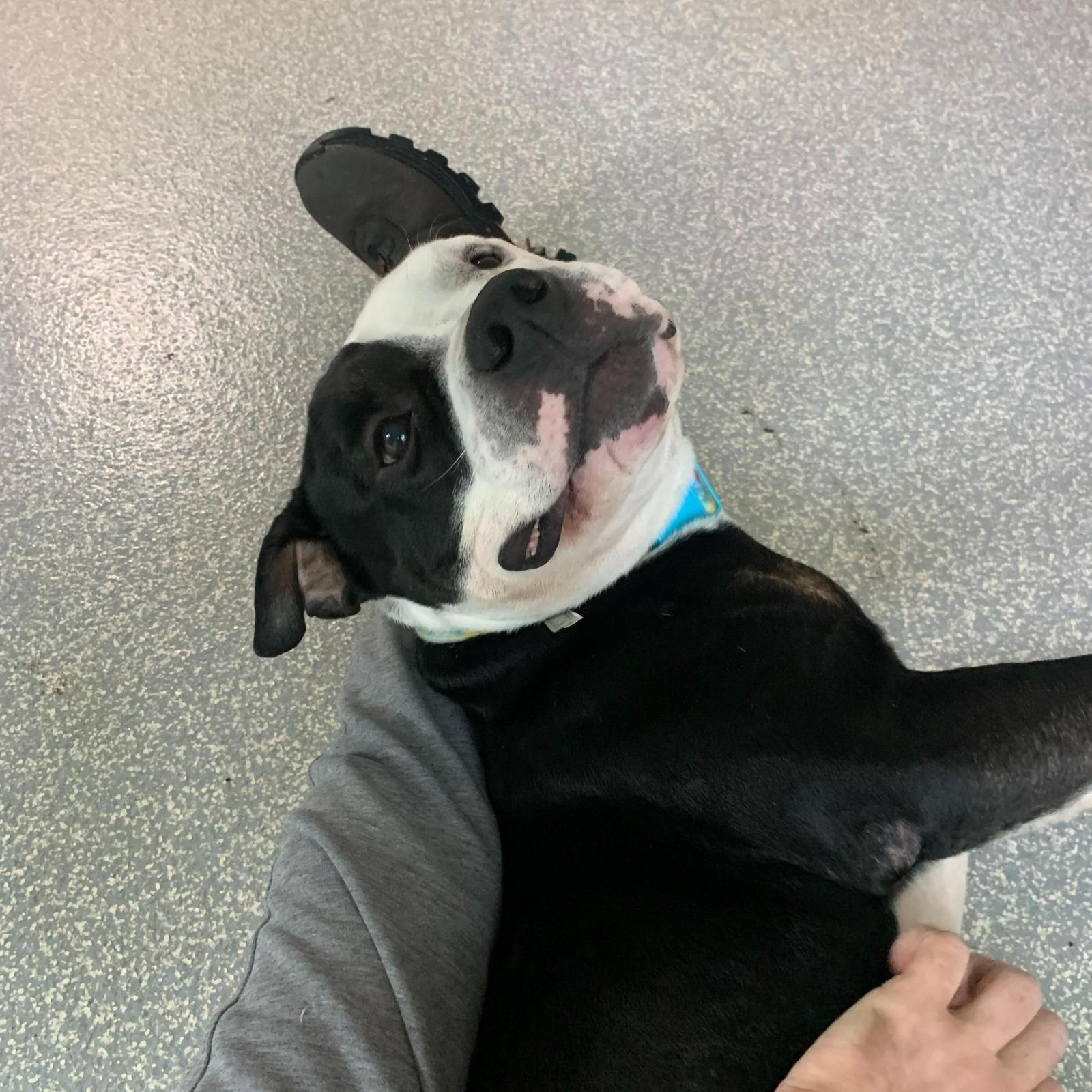 Enlarge Zeppelin, a Adoptable American Bully in North Haven, CT image 6/6