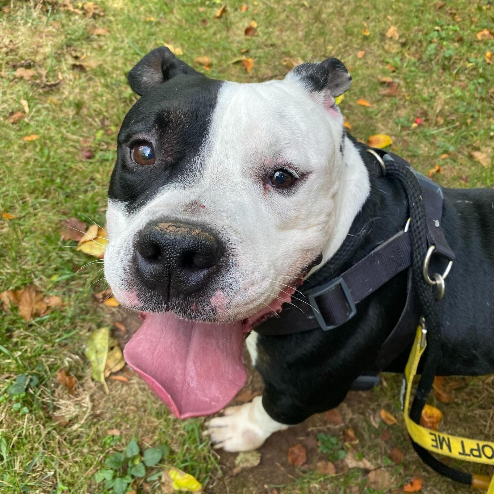 Enlarge Zeppelin, a Adoptable American Bully in North Haven, CT image 2/6