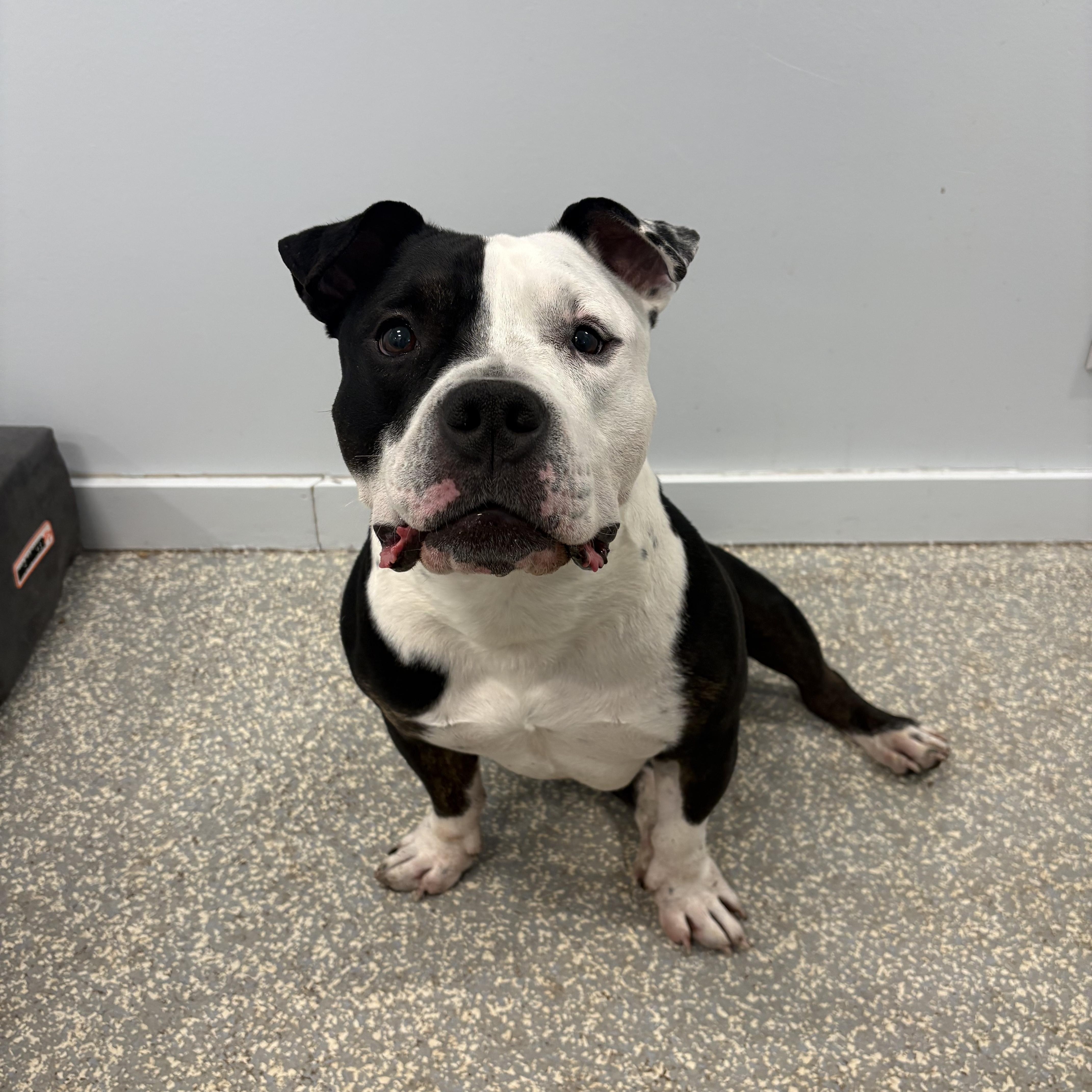 Enlarge Zeppelin, a Adoptable American Bully in North Haven, CT image 1/6