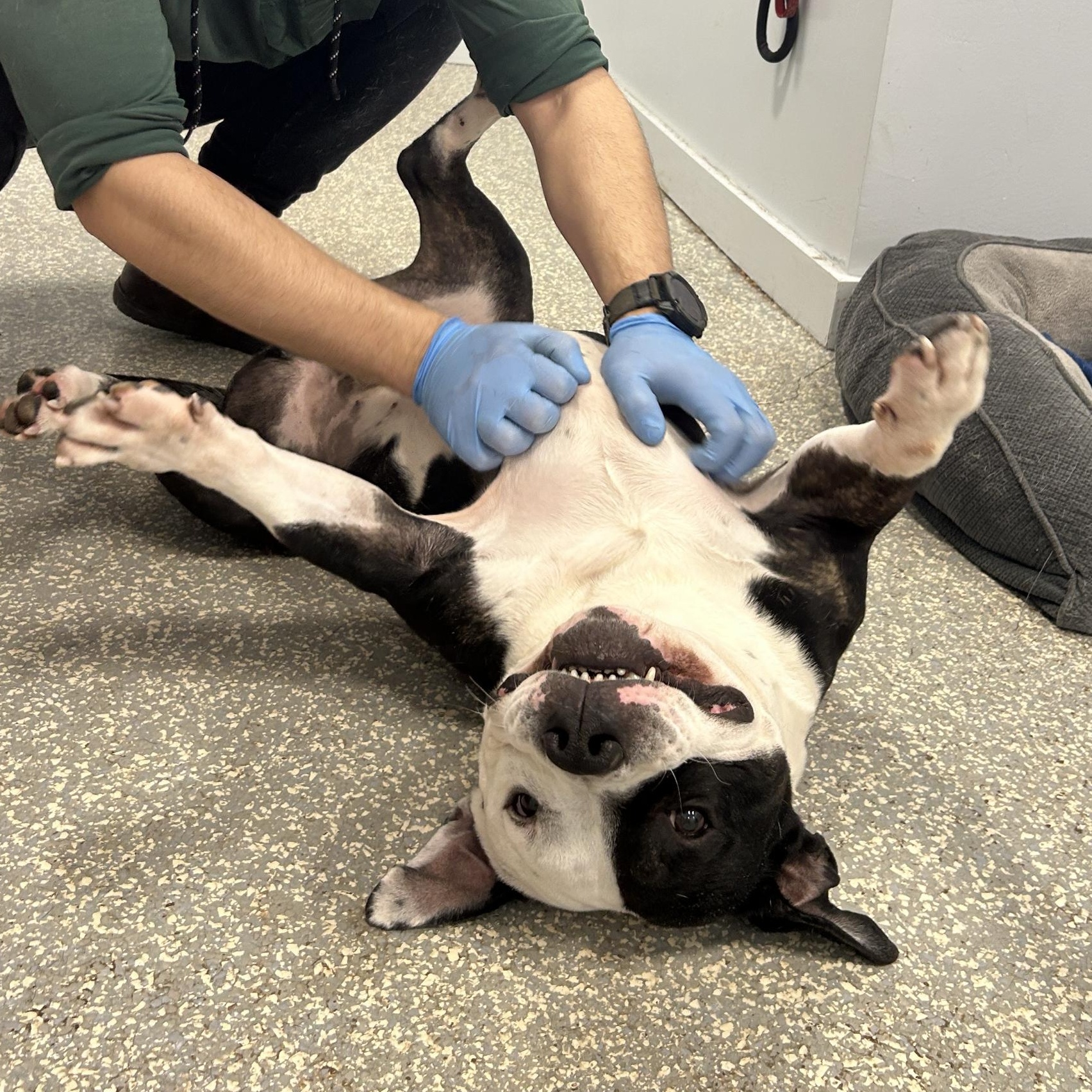 Enlarge Zeppelin, a Adoptable American Bully in North Haven, CT image 4/6