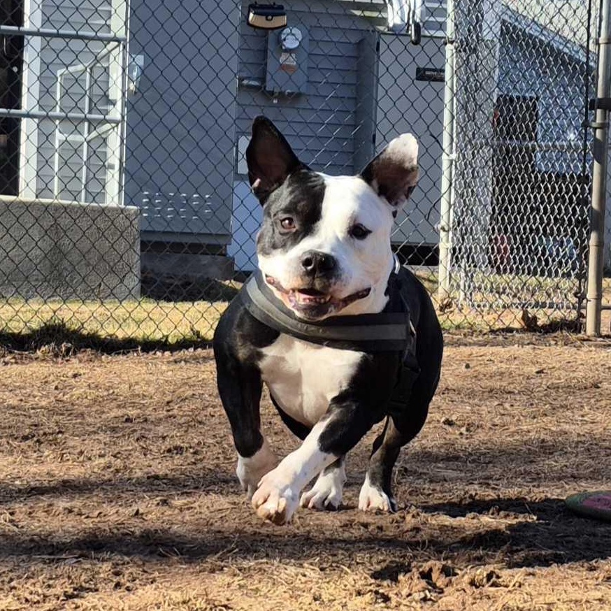 Enlarge Zeppelin, a Adoptable American Bully in North Haven, CT image 3/6