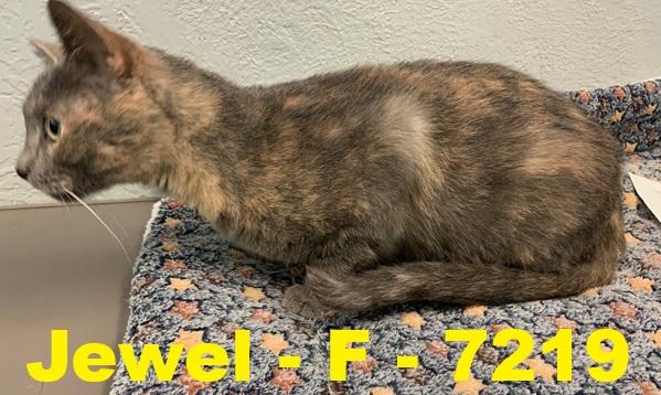 Jewel, adoptable, Young Female Tortoiseshell.