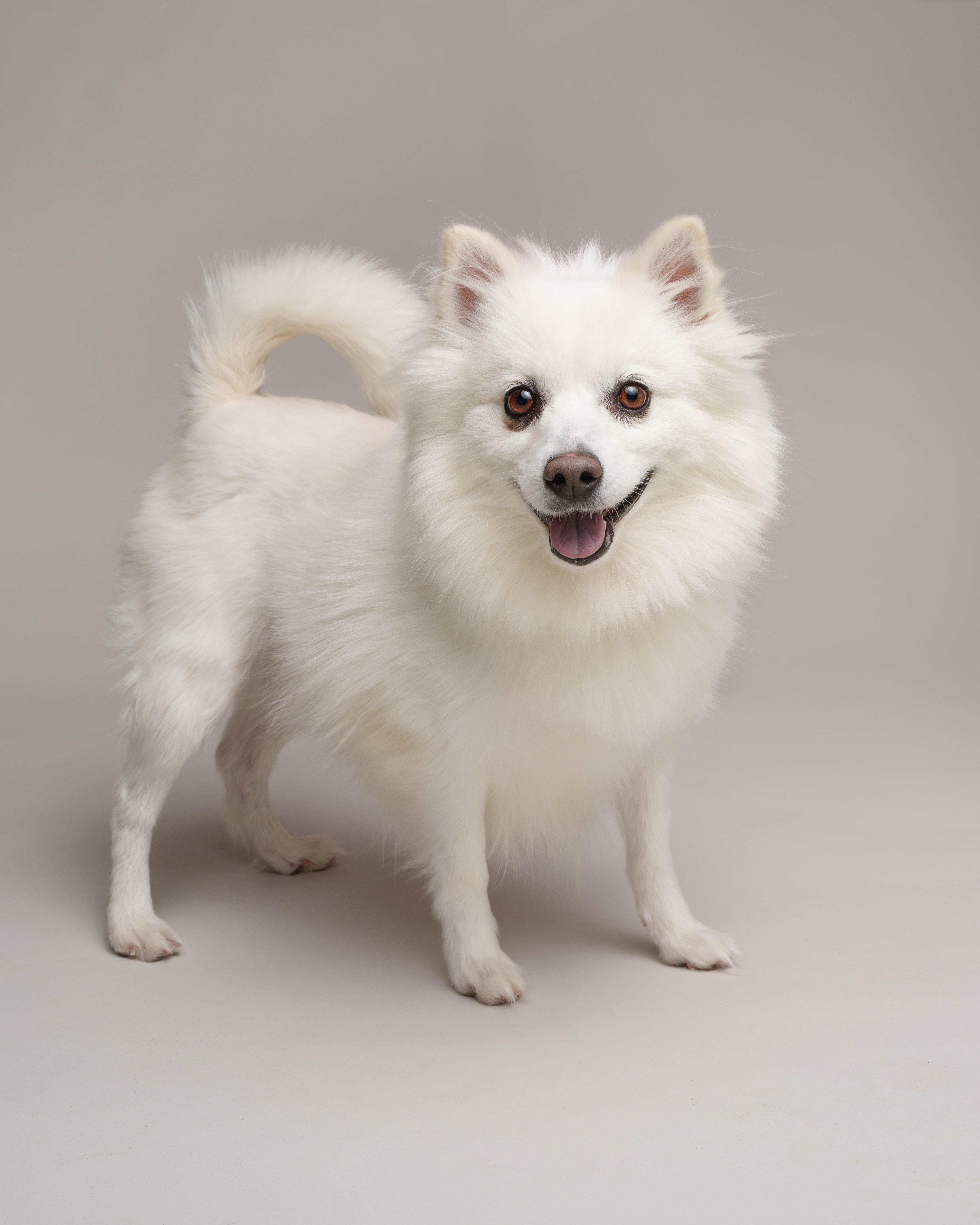 Enlarge Hope, an adopted American Eskimo Dog in Southold, NY image 1/1