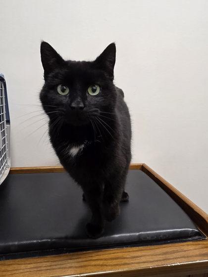 Noir, Adoptable, Adult Female Domestic Short Hair & Domestic Short Hair.