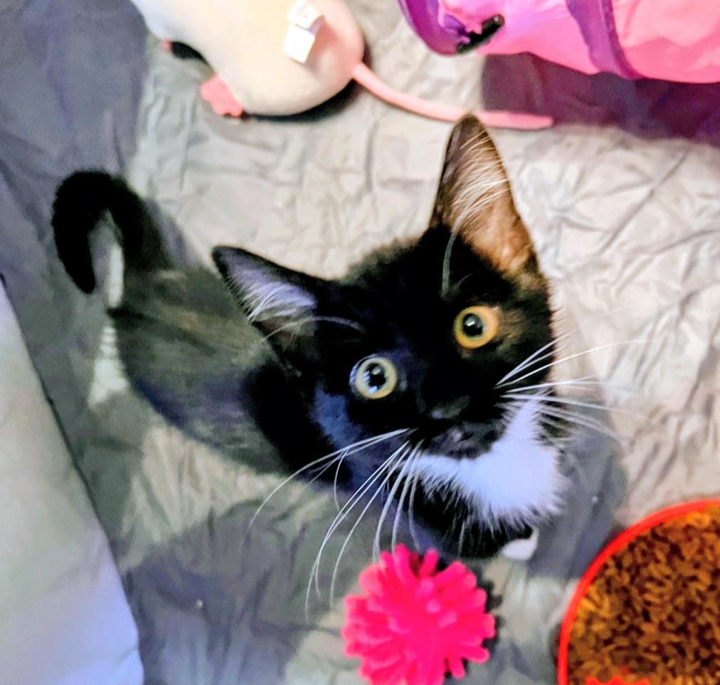 Enlarge Doodle, a Adopted Domestic Medium Hair in Reno, NV image 1/1