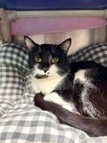Mylo, adopted, Adult Male Domestic Short Hair.