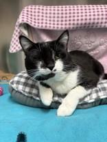 Mylo, an adopted Domestic Short Hair in Whitby, ON image 3/3