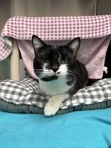 Mylo, an adopted Domestic Short Hair in Whitby, ON image 2/3
