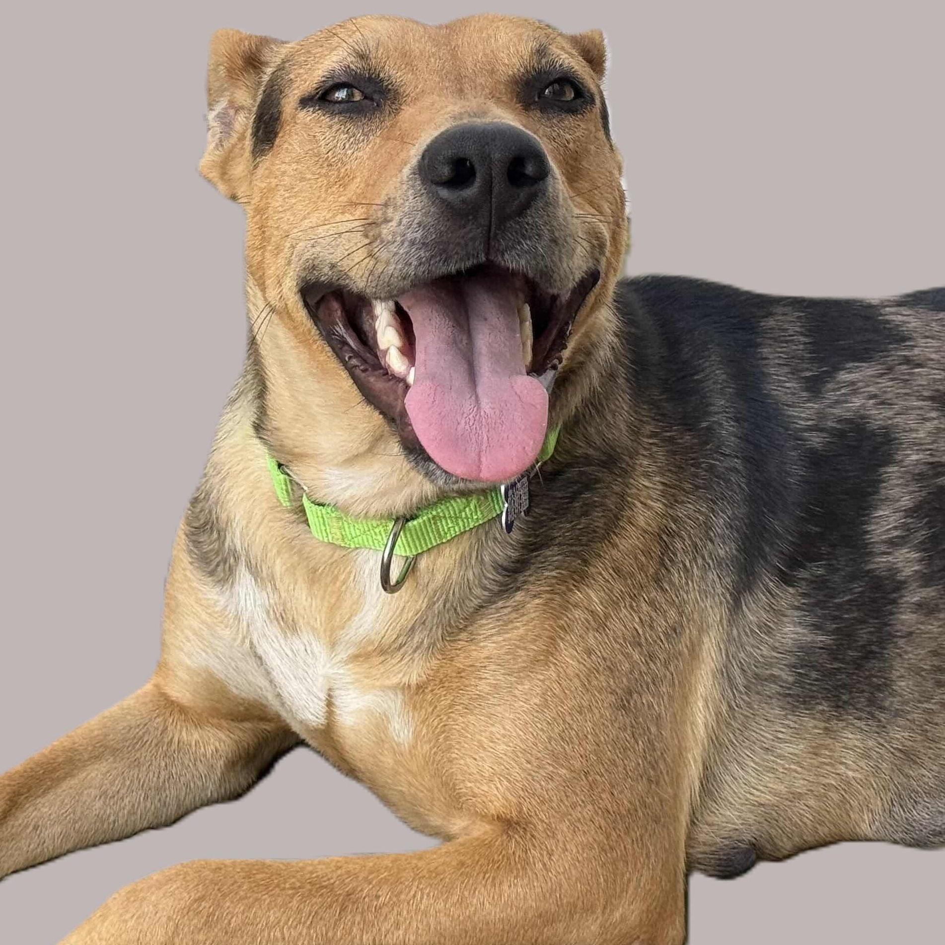 Enlarge Juice Box, a Adoptable mixed breed in Portland, OR image 3/6