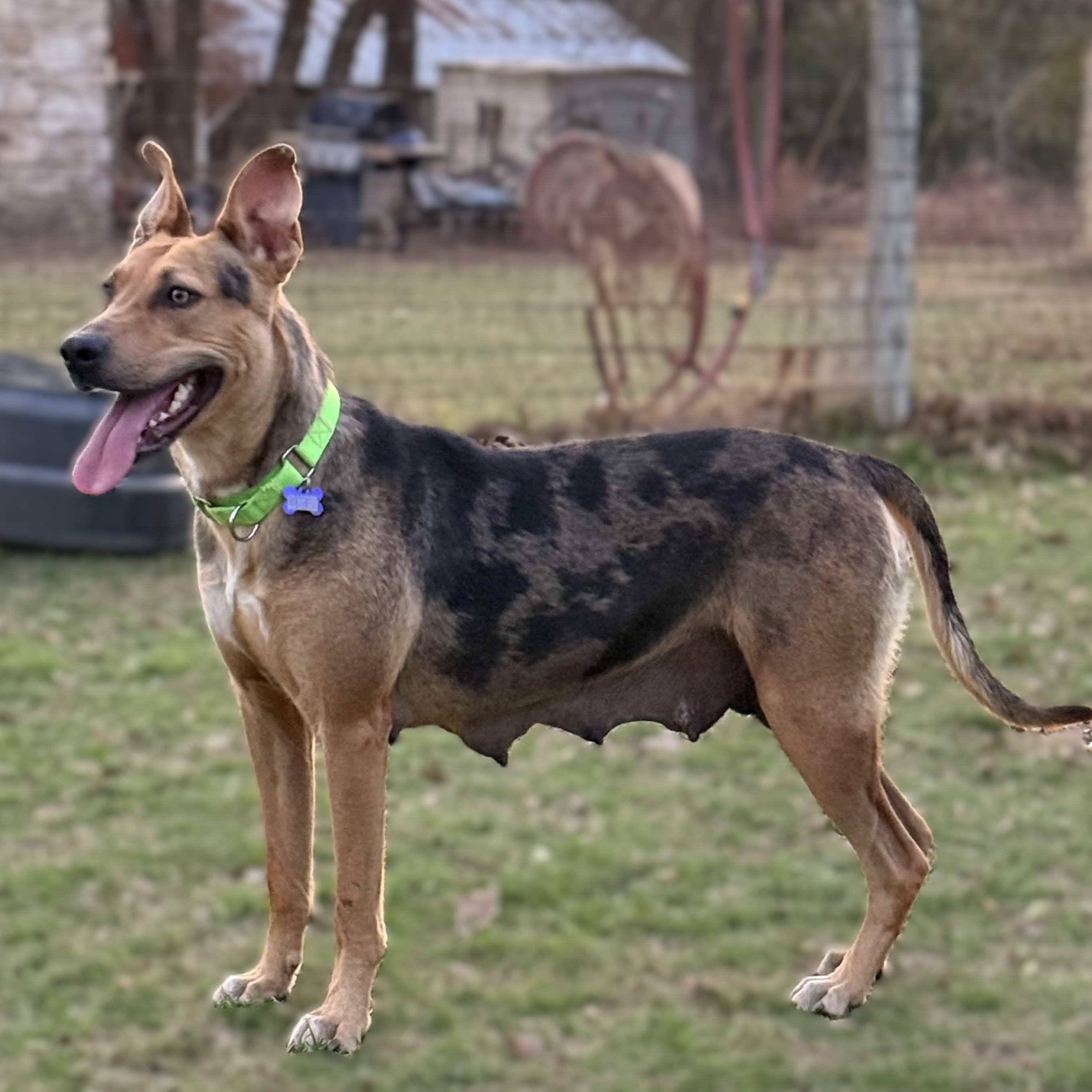 Enlarge Juice Box, a Adoptable mixed breed in Portland, OR image 5/6