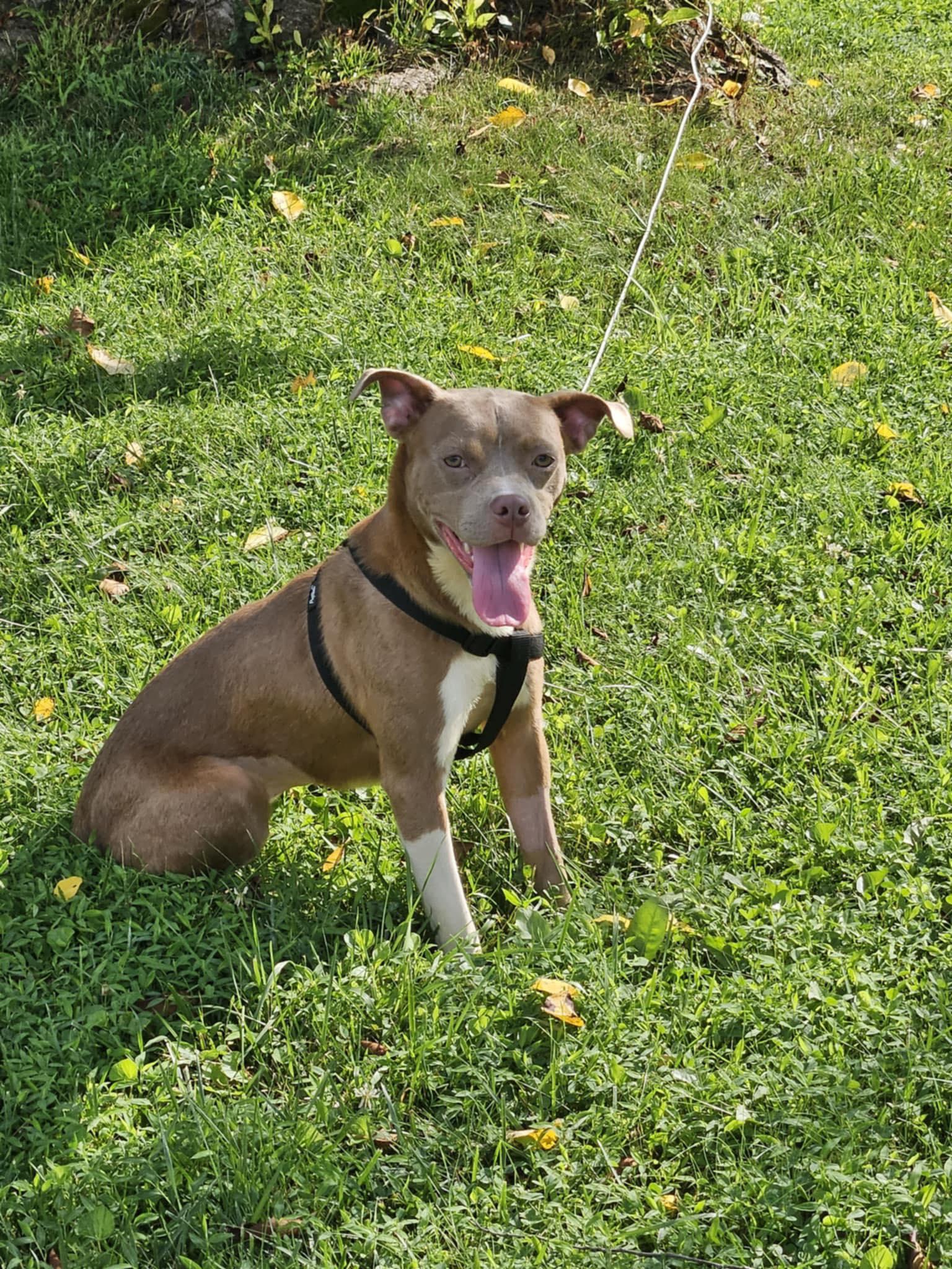 Enlarge Raya, an adoptable mixed breed in Westminster, MD image 1/1
